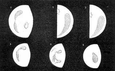 Taches sombres et lumineuses de Vénus; 1, 2, 3, taches observées par D. Cassini en 1667 et 1667; 4, 5, 6, taches observées par M. Langdon en 1871 - dans « Le Ciel » par Amédée Guillemin