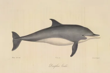 Dauphin bridée, de Histoire Naturelle des Mammifères