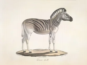 Dauw femelle. Le quagga rayé, ou zèbre de Burchell, d