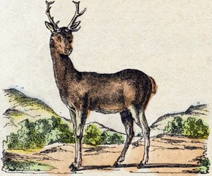 Cerf. Gravure dans "Alphabet des animaux sauvages". 9e Série. Imagerie d