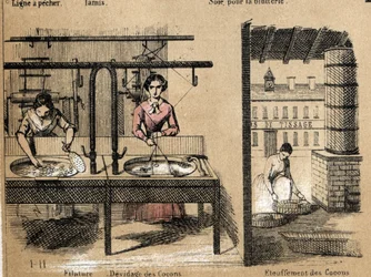 Description de la culture et des produits de la soie : des ouvriers filant la soie, retirant ou étouffant les cocons. Planche "La soie" dans "Les Récréations instructives" peinture synoptique de Jules Delbruck, gravure de 1860. Collection privée.