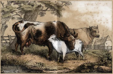 Description des différents produits et usages de la vache : vache, veau dans un pré. Planche "La vache et ses produits" dans "Les Récréations instructives" peinture synoptique de Jules Delbruck, gravure de 1860. Collection privée.