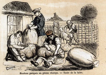 Description des différents usages et produits du mouton : la tonte des moutons. Planche "Les moutons" dans "Les Récréations instructives" peinture synoptique de Jules Delbruck, gravure de 1860. Collection privée.