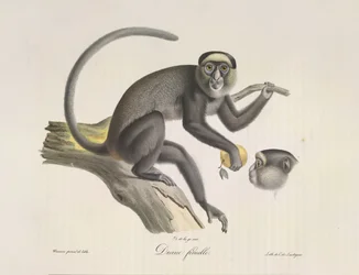 Diane femelle, de Histoire Naturelle des Mammifères
