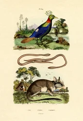 Lérot