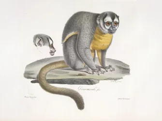 Douroucouli ou singe de nuit - Aotus trivirgatus, tiré de Histoire Naturelle des Mammifères