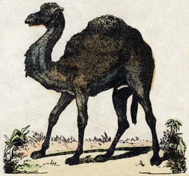 Dromadaire. Gravure dans « Alphabet des animaux sauvages ». 9e Série. Imagerie d