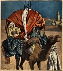 Dromadaire utilisé comme moyen de transport. Tunisie, Afrique