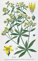 Garance des teinturiers (Rubia Tinctorum)