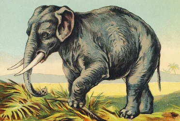 E comme Éléphant