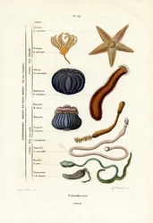 Échinodermes, 1833-39