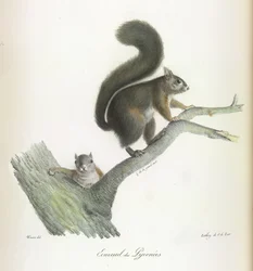 Écureuil des Pyrénées, tiré de Histoire Naturelle des Mammifères