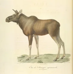 Élan de l