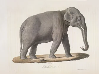 Éléphant mâle d