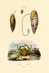 Crabe émeraude
