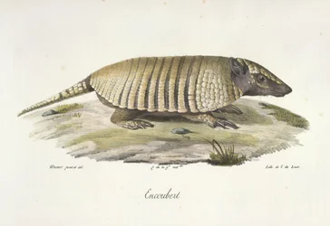 Encoubert, Tatou, de Histoire Naturelle des Mammifères