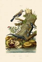 Geai des chênes