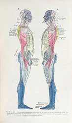 Fig. 381 & 382 Le système nerveux, de la Sémiologie des Affections du Système Nerveux par J. Dejerine, 1914