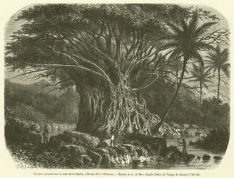 Figuier colossal dans la baie Anna-Maria, à Nouka-Hiva, Océanie (gravure)
