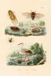 Luciole