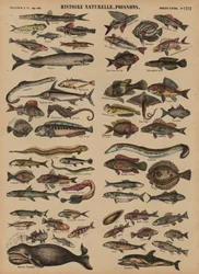 Poissons