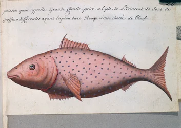 Poisson appelé Grande Bouche, île de Sao Vicente, Cap-Vert, aquarelle du journal de bord