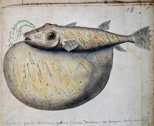 Poisson appelé Crocros, île de Sao Vicente, Cap-Vert, aquarelle du journal de bord