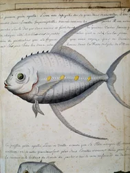 Poisson appelé Lisse, île de São Vicente, Cap-Vert, aquarelle du journal de bord de Jacques Gouin de Beauchesne (1652-1730), capitaine de la Compagnie royale de la Mer du Sud, de 1698 à 1701, France