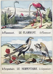 Flamant et serpent. Gravure dans "Buffon Alphabet des Oiseaux n° 2". 3e Série n° 2. Imagerie d