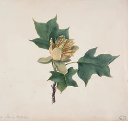 Fleur de Tulipier
