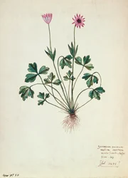 Fol.1275 Géranium