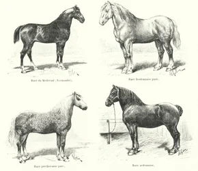 Quatre races de chevaux français : Merlerault, Boulonnaise, Percheronne, Ardennaise