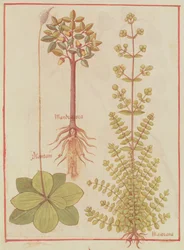 Fr 12322 f.180v Plantain, marjolaine et mandragore, du Livre des Simples Médecines, c.1520-30