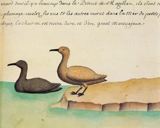 Oies, détroit de Magellan, aquarelle du journal de bord de Jacques Gouin de Beauchesne