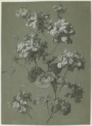 Géranium (Pelargonium sp.), c.1800