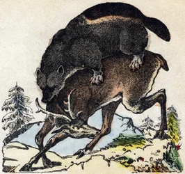 Glouton. Gravure dans « Alphabet des animaux sauvages ». 9e Série. Imagerie d