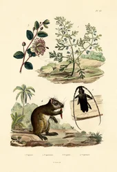 Chèvrefeuille, 1833-39