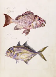Gollah etc., vers 1850