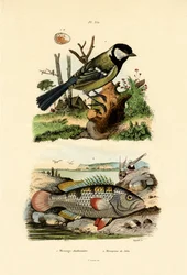 Mésange charbonnière