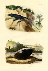 Anole vert, 1833-39