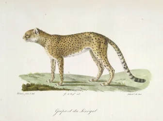 Guépard du Sénégal, de Histoire Naturelle des Mammifères