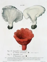 Demi-entonnoir et entonnoir zoné dans « Traité des champignons » par Jean Jacques Paulet, fin 18ème siècle
