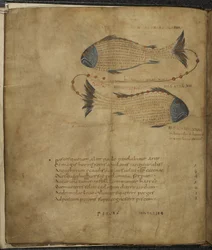 Illustration de la Constellation des Poissons, de 