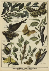 Papillons et chenilles nuisibles