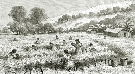 Récolte de coca, Pérou, illustration de la revue Le Tour du Monde, 1877
