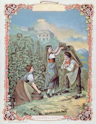 Vendange, d
