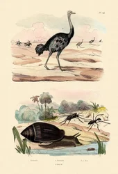 Escargot héraut