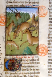 Troupeau de cerfs, du Livre de la Chasse par Gaston Phébus de Foix (1331-91)