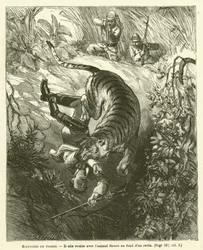 Histoires De Tigres
