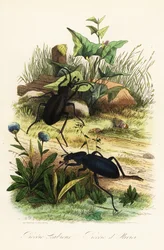 Grands carabes violets, Carabus scabrosus